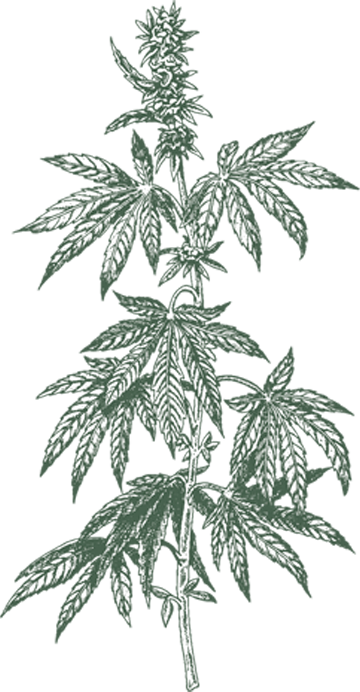 Hemp bush Image