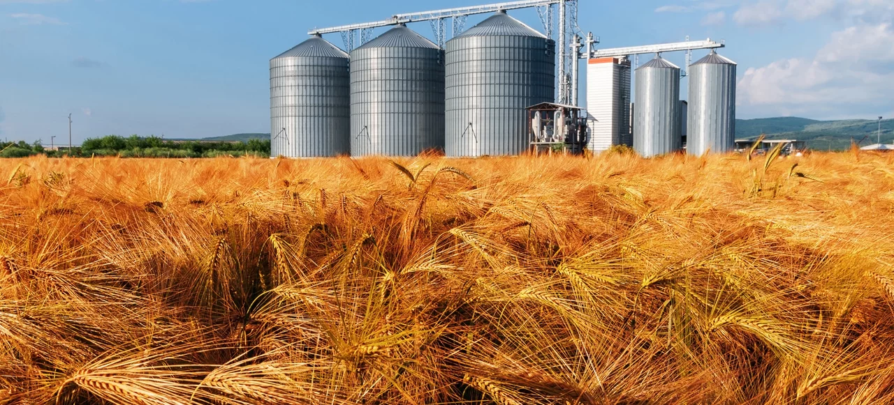 Grain Storage and FIBCs